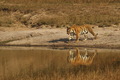 Fotografovanie tigrov v NP Bandhavgarh v Indií