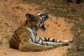 Fotografovanie tigrov v NP Bandhavgarh v Indií