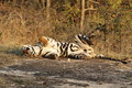 Fotografovanie tigrov v NP Bandhavgarh v Indií