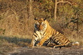 Fotografovanie tigrov v NP Bandhavgarh v Indií