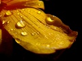 After rain II