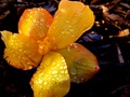 After rain IV