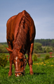 proste konik