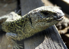 ještěrka