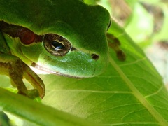 žabka