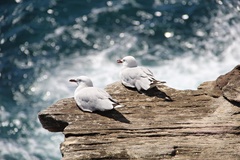 Birds