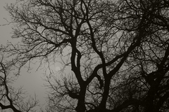 Moon tree