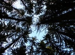 Forest tree
