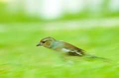 nestíham