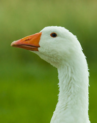 v jednoduchosti je krása