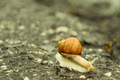 pomaly...ale...isto :)