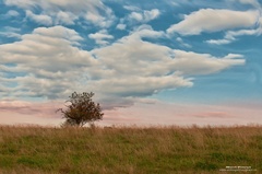 Strom života