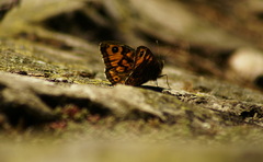 motýlková