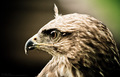 Accipiter Gentilis
