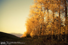 Dirty Yellow