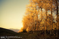 Dirty Yellow