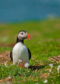 Fratercula arctica