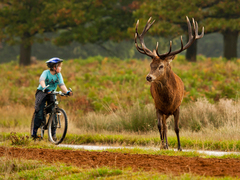 Daj prednosť...jeleňom :)
