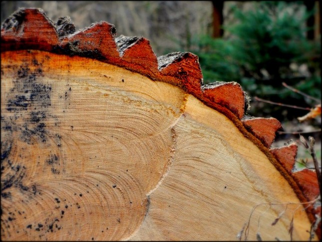 Drevo detail
