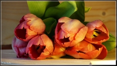 Tulipán