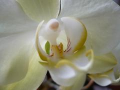Orchidea