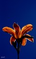 lily