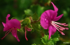 flowersx