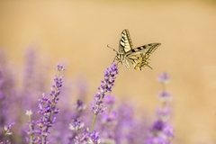 Motýľ Levanduľový