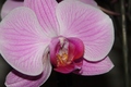 ORCHIDEA