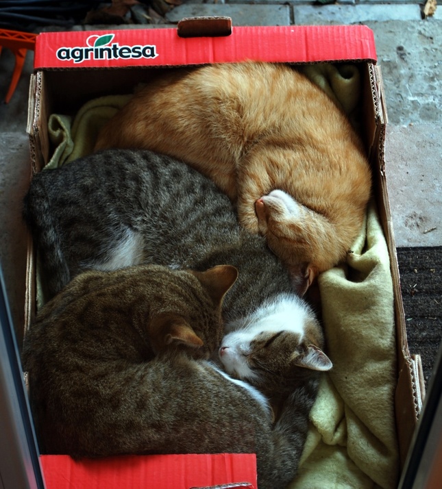 Mačičky v krabici