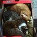 Mačičky v krabici