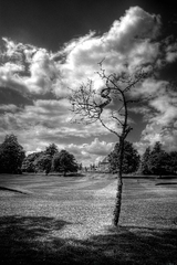 Cierno biele spojenie