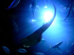 Morsky svet vo Valencii