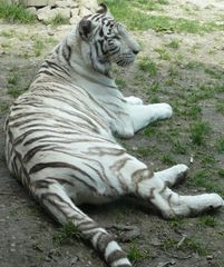 biely tiger