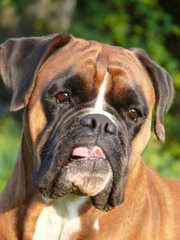 Reda