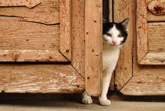 cat