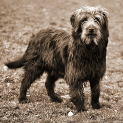 životom ostrieľaný