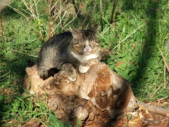 leňoch