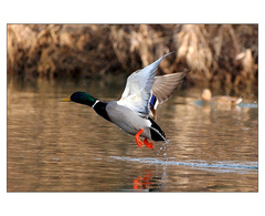 Letka Jeho Veličenstva