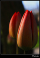 Tulipany