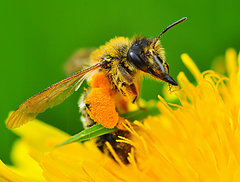 usilovná včielka