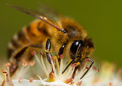včela II.