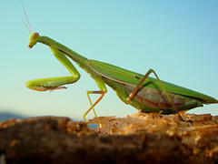 fešanda