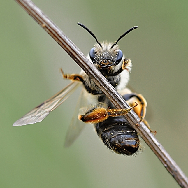 včelička