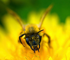nahnevaná včela