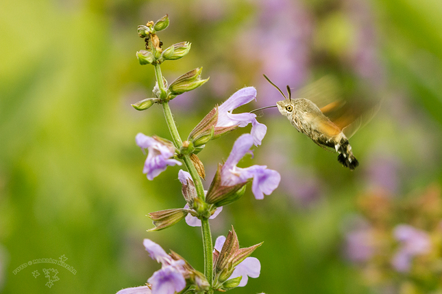 lišaj marinkový. Macroglossum st