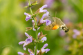 lišaj marinkový. Macroglossum st