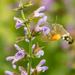 lišaj marinkový. Macroglossum st