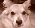 Tili