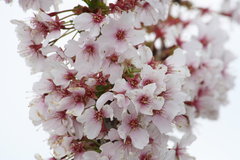 cherry flower